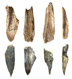 2문화층에서 나온 골기들