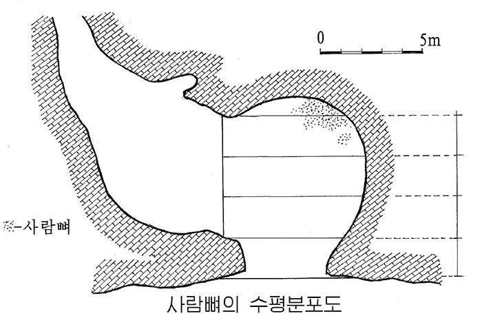 사람뼈의 수평분포도