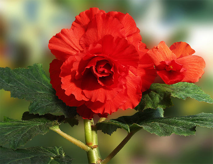 태양의 꽃 김정일화