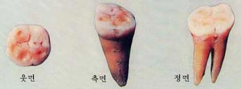 덕천 승리산유적의 덕천사람 오른쪽아래턱둘째큰어금이화석