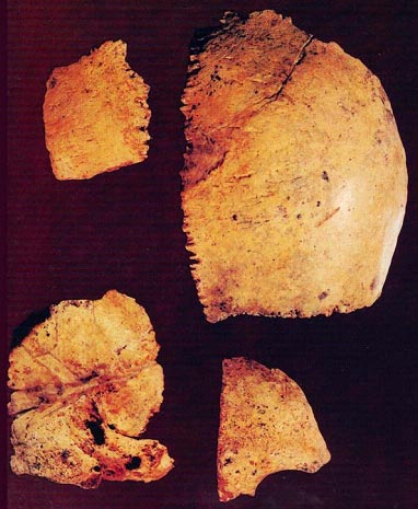 력포사람의 머리뼈