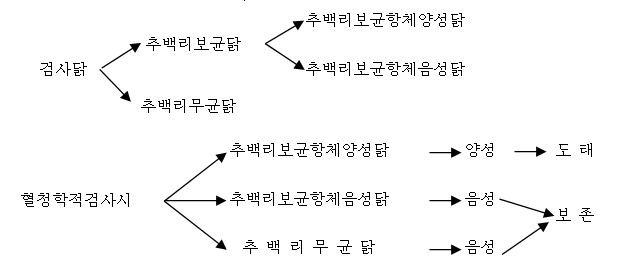 추백리보균닭의 항체출몰현상과 수직감염전염원(도식)