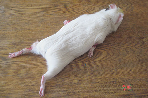 아나필락시성쇼크모형(얼럭쥐)