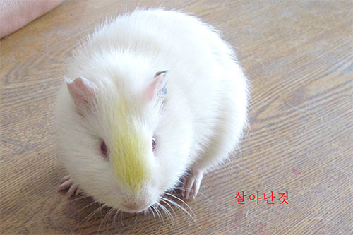 아나필락시성쇼크가 회복된 얼럭쥐