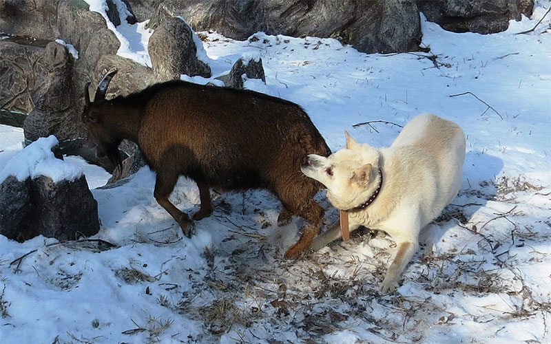 산양과 싸우는 풍산개