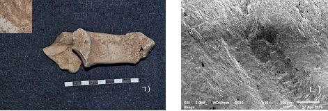 누렁이왼쪽발뒤축뼈(ㅊㅍ-11-862)에 있는 갉아먹기흔적(ㄱ)과 주사식전자현미경사진(ㄴ)