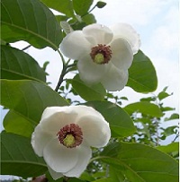 조선의 국화-목란