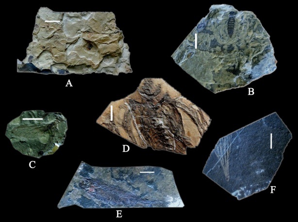 신의주시 백토동에 분포하는 신의주주층에서 나오는 대표적인 화석들