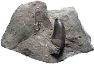 공룡이발 화석사진