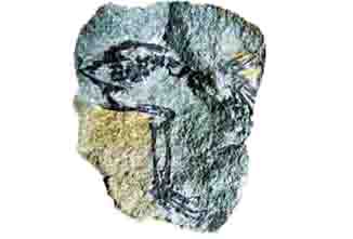 원시포유류 화석사진