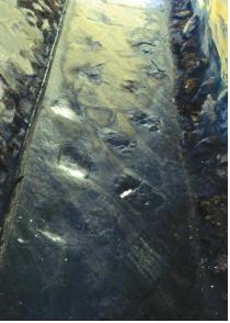 룡궁리공룡발자리화석