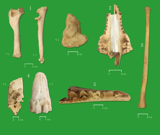 주현동유적에서 발견된 짐승뼈화석
