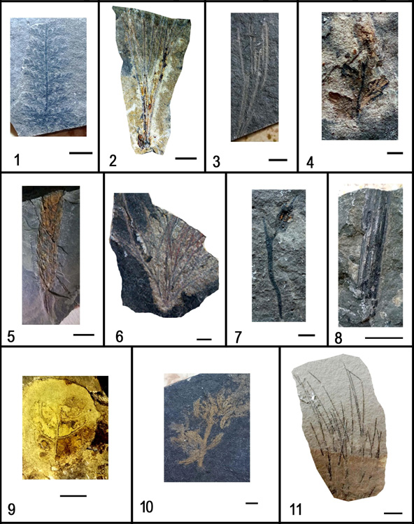 신의주시 백토동 신의주주층에서 나오는 대표적인 식물화석들