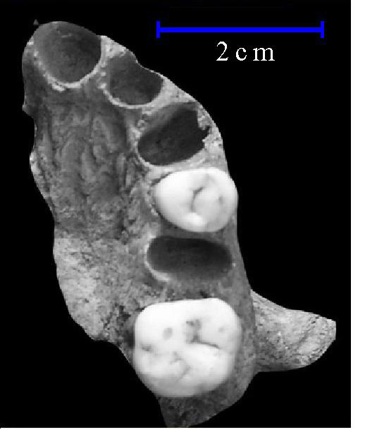  황주사람 1호 웃턱뼈