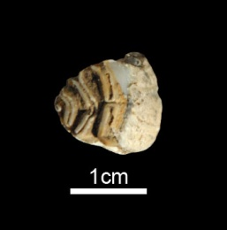 동암동유적의 큰해리아래넷째작은어금이화석