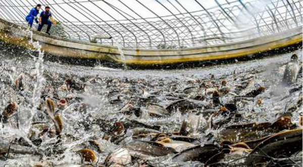 메기생산을 늘여나가고있는 평양메기공장