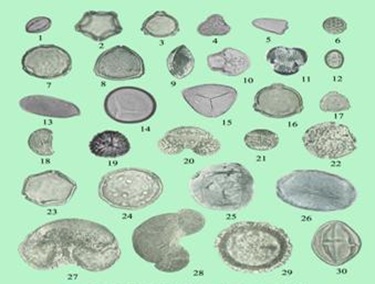 Главные спорово-пыльцевые окаменелости, найденные в пещере Рёнгок № 1