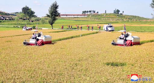 사회주의농촌벌