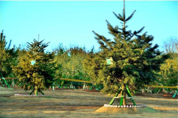 Two fir trees planted by the respected General Secretary`