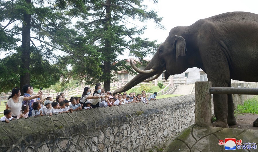 중앙동물원코끼리사