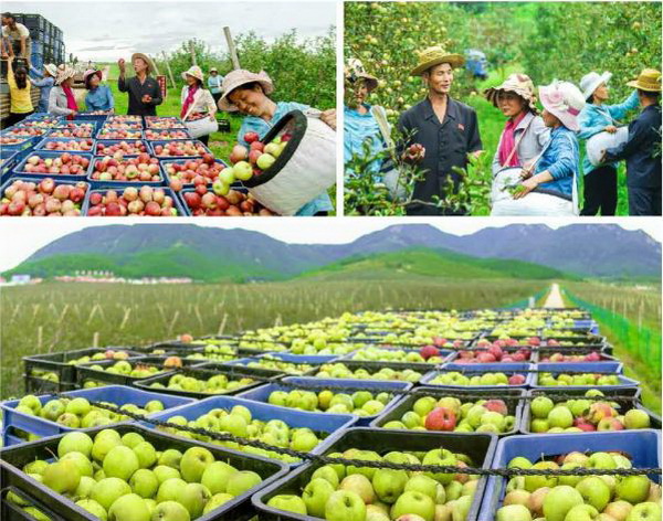 과일군에 펼쳐진 과일대풍
