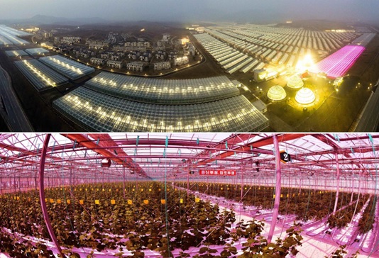 Kangdong Combined Greenhouse farm