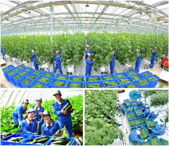 강동종합온실에서의 첫 수확