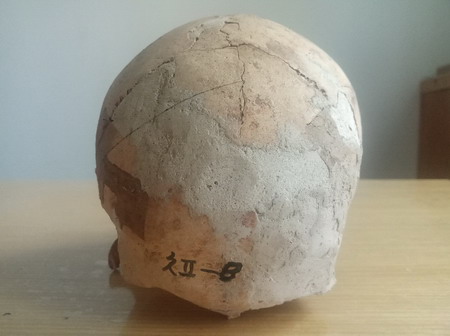 8호머리통뼈 8호머리통뼈