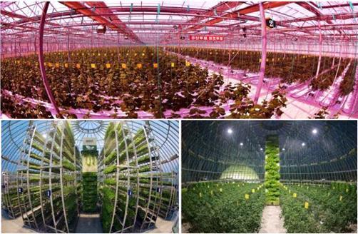 Кандонский тепличный комбинат, где обеспечены интеллектуализация и интенсификация производства овощей