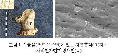 사슴뿔(ㅊㅍ-11-956)에 있는 자른흔적(ㄱ)과 주사식전자현미경사진(ㄴ)