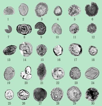 대표적인 포분화석
