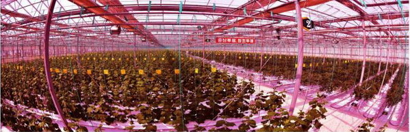 강동종합온실농장