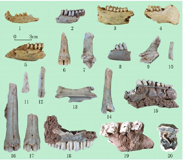 대표적인 포유동물화석들