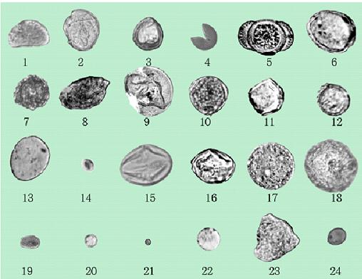 대표적인 포분화석들