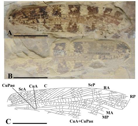 Parahagla sibirica Sharov (1968) from the third member of the Sinuiju Formation Parahagla sibirica Sharov (1968) from the third member of the Sinuiju Formation