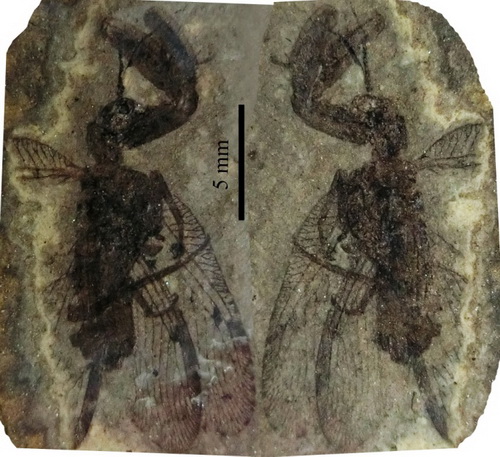 Sinuijumantispa ryonsangiensis sp. nov.