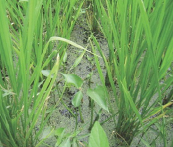 우렝이에 의한 김잡이효과