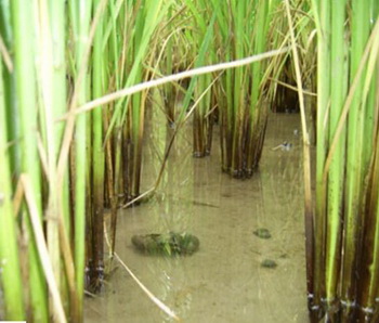 우렝이에 의한 김잡이효과