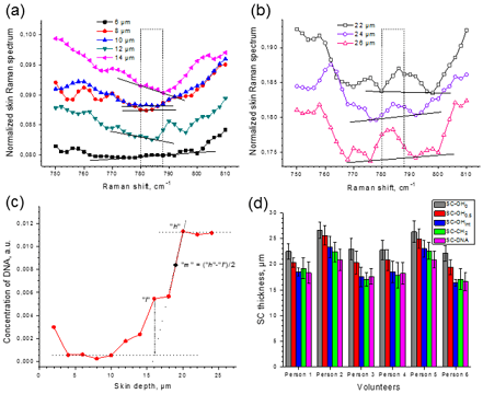 750-810cm-1의 파수대역에서 생체내 라만스펙트르