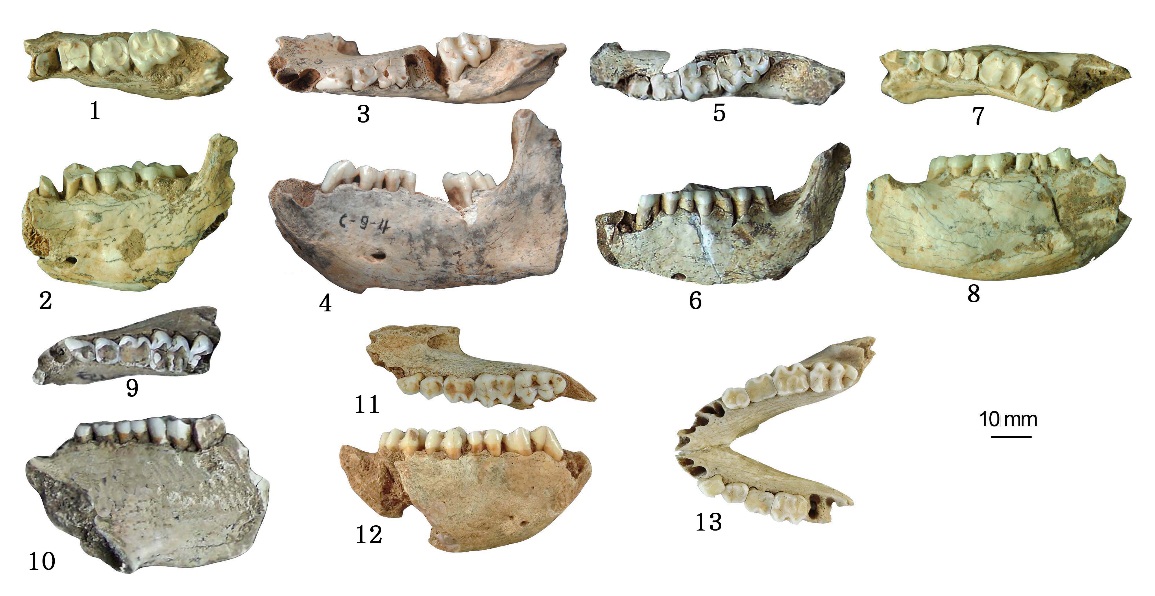 Macaca mulatta jawbone fragments Macaca mulatta jawbone fragments