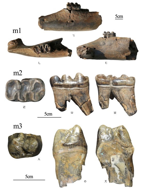 꼭지이발코끼리의 이발화석