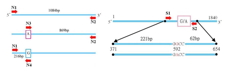 일염기다형검출원리