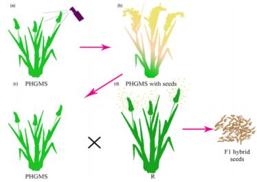 잡종벼생산에서 호르몬감수성수성불념계통을 리용한 2계법체계확립
