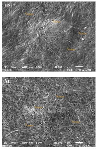 SEM micrographs SEM micrographs