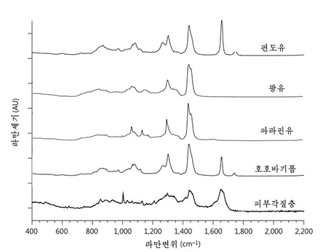 피부와 기름의 종류에 따르는 라만스펙트르