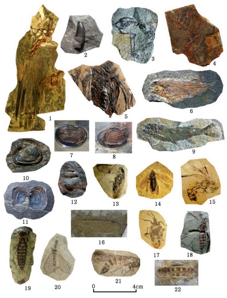 대표적인 화석들