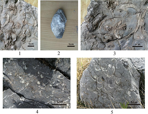 완족류조가비화석과 그것들의 집적층
