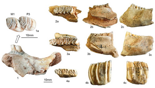 청파대동굴과 저탄동굴에서 발견된 Castor ﬁber의 웃턱과 아래턱뼈