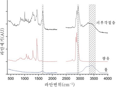 피부각질층과 광유, 물의 라만스펙트르