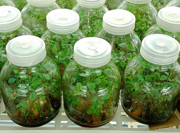 자주잎황로나무의 시험관내조직배양모들